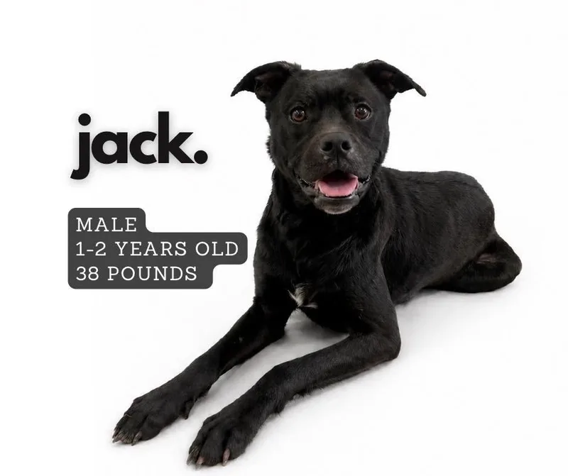 Jack
