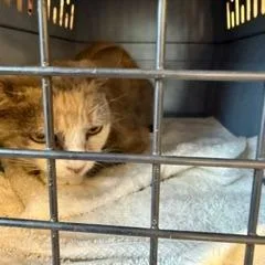 An adult medium-sized female Calico Domestic Short Hair cat named Isabel for adoption in West Palm Beach, FL