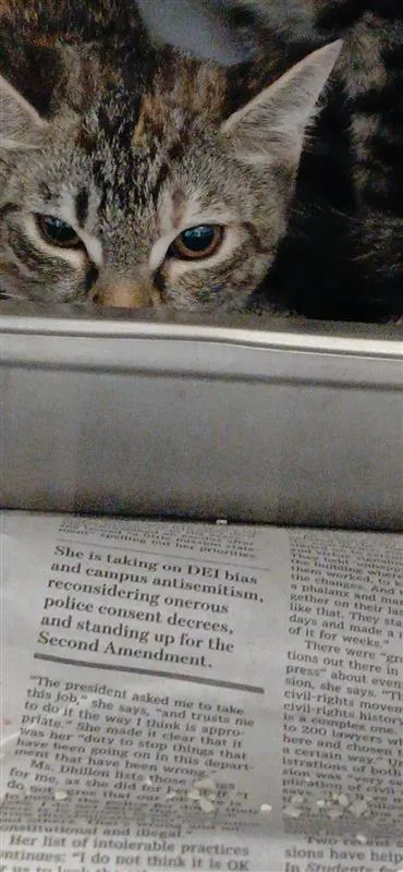 A baby small-sized female Domestic Short Hair cat named Surfboard Sarah for adoption in Largo, FL