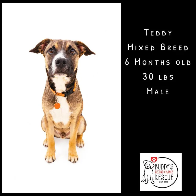 Teddy Fka Sprout thumbnail 2
