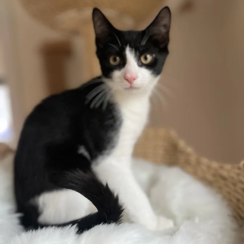 A baby small-sized male Domestic Short Hair cat named Balboa for adoption in East Greenwich, RI