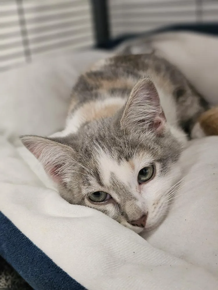A young small-sized female Domestic Short Hair cat named Cat Cafe Ketel One for adoption in Topeka, KS