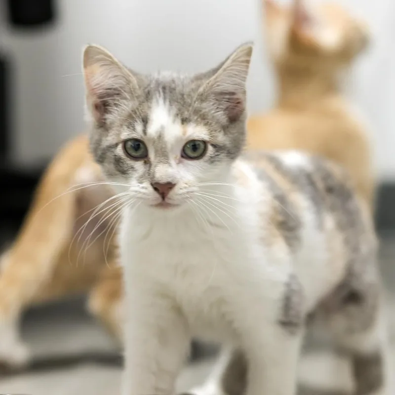 Cat Cafe Ketel One thumbnail 2
