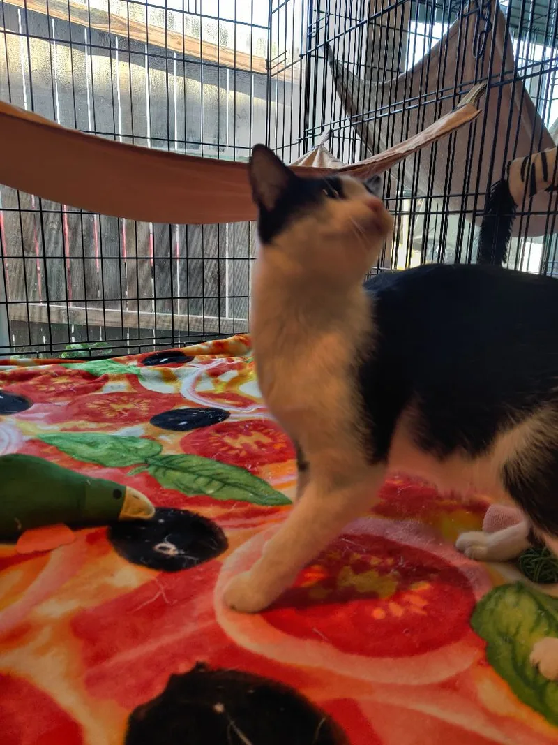A young small-sized female Black & White / Tuxedo Domestic Short Hair cat named Stella for adoption in Kansas City, MO