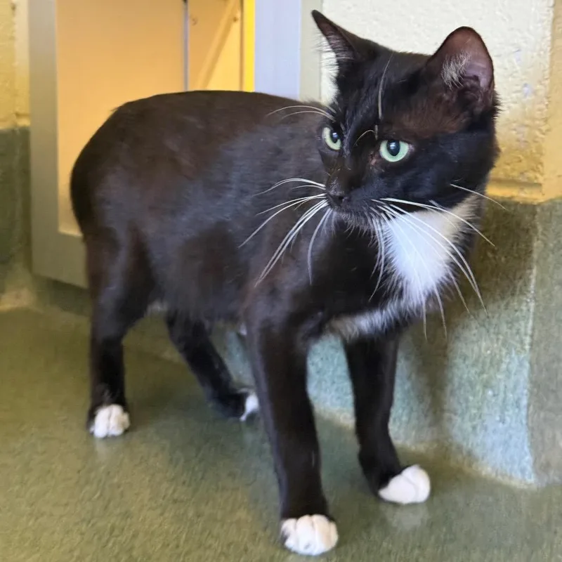 A young medium-sized male Black Domestic Short Hair cat named Sylvester for adoption in Naples, FL