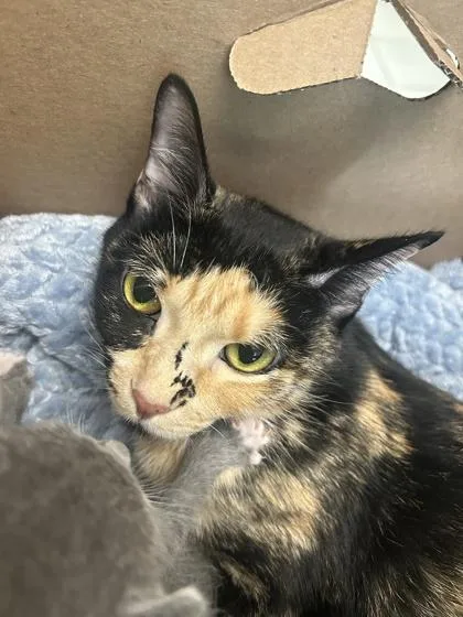 An adult medium-sized female Domestic Short Hair cat named Bean for adoption in Largo, FL