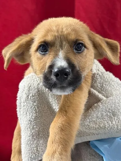 A baby large-sized male English Shepherd dog named Cappuccino for adoption in Morton Grove, IL