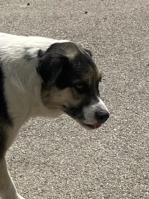 An adult large-sized male Mixed Breed dog named Brian for adoption in Dallas, TX