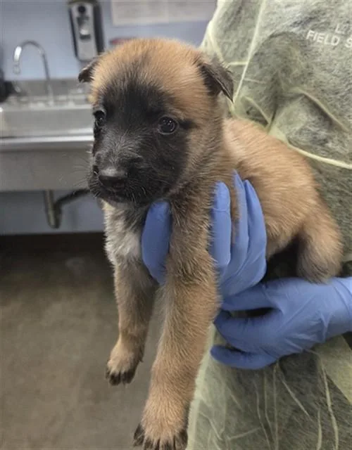 A baby large-sized female German Shepherd Dog dog named Shimmer for adoption in Phoenix, AZ