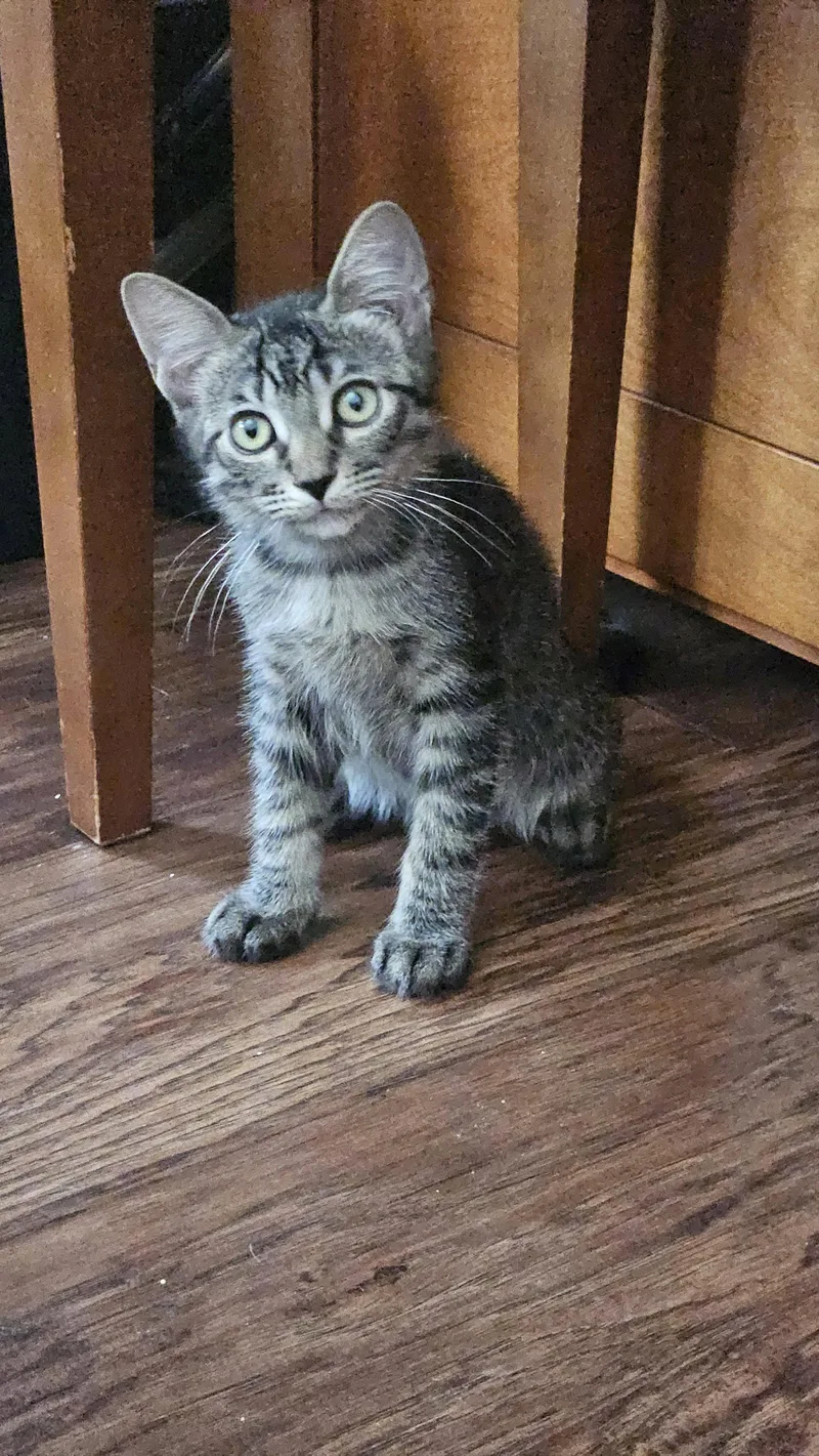 A baby medium-sized male Domestic Short Hair cat named Mr. Beans for adoption in Antioch, CA