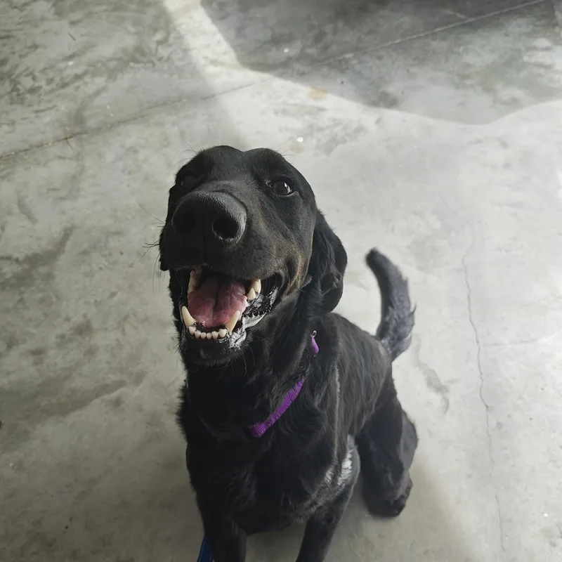 Buddy Boo Boo