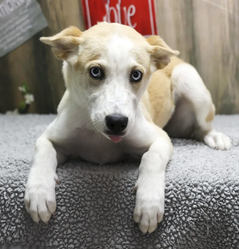 A young medium-sized female White / Cream Mixed Breed dog named Sky for adoption in Casa Grande, AZ
