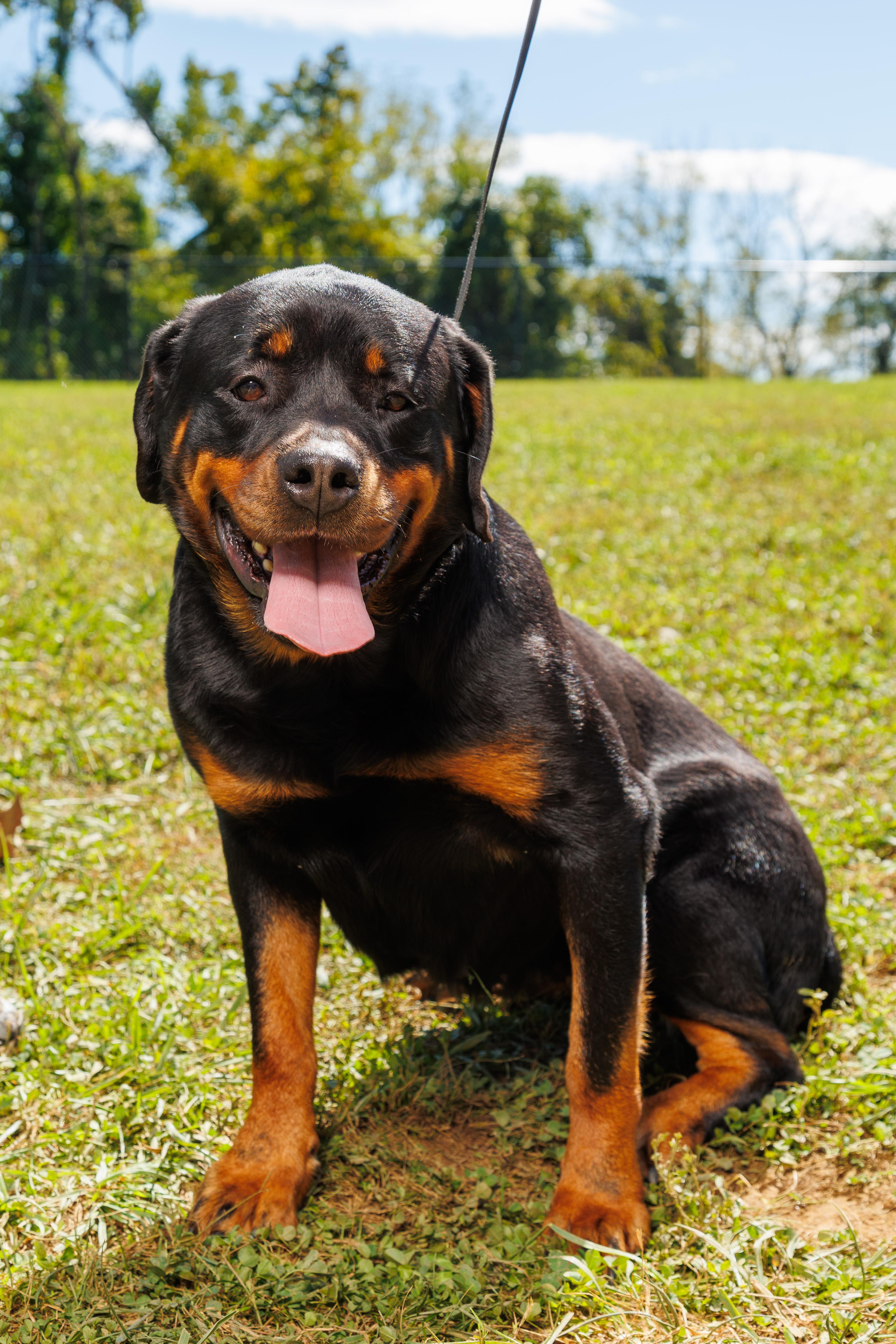 An adult extra large-sized female Black Rottweiler dog named Annie for adoption in Chester Springs, PA