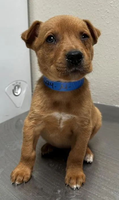 A young medium-sized male Labrador Retriever dog named Rico for adoption in Phoenix, AZ