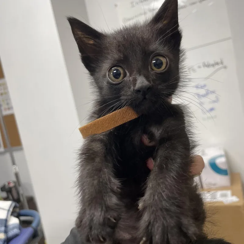 Mr. Meow
