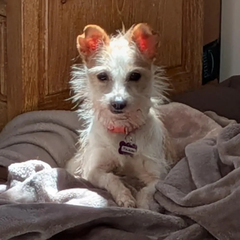 Macaroni thumbnail 2