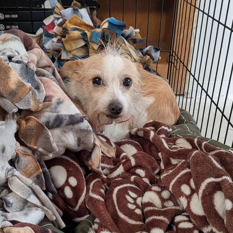 Macaroni thumbnail 3