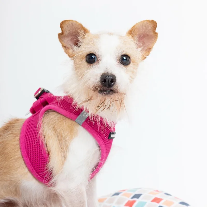 Macaroni thumbnail 4