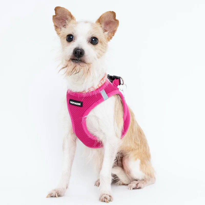 Macaroni thumbnail 5