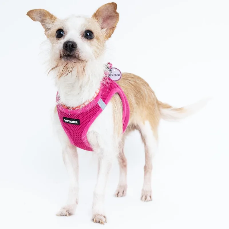 Macaroni thumbnail 6