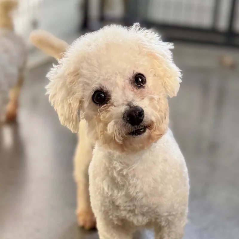 An adult small-sized male White / Cream Bichon Frise dog named Owen for adoption in Peyton, CO