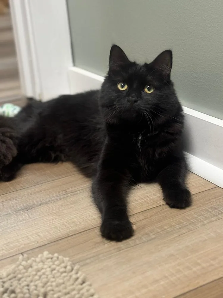An adult medium-sized female Black & White / Tuxedo Domestic Long Hair cat named Trixie Sailor for adoption in Mount Laurel, NJ