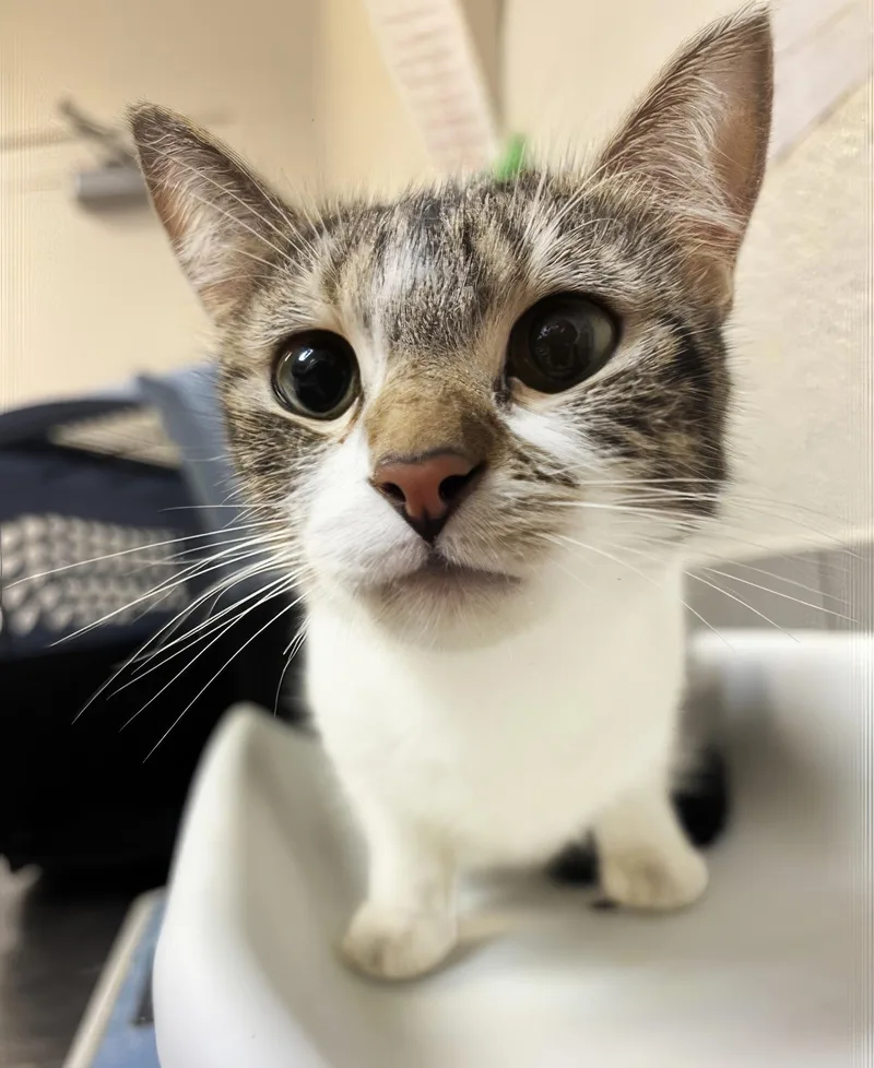 A young medium-sized female Tabby (Brown / Chocolate) Domestic Short Hair cat named Opal for adoption in Nashville, TN