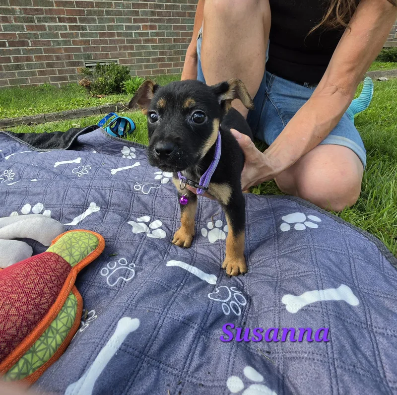 A baby small-sized female Black Miniature Pinscher dog named Susanna Waddle for adoption in Andover, MA