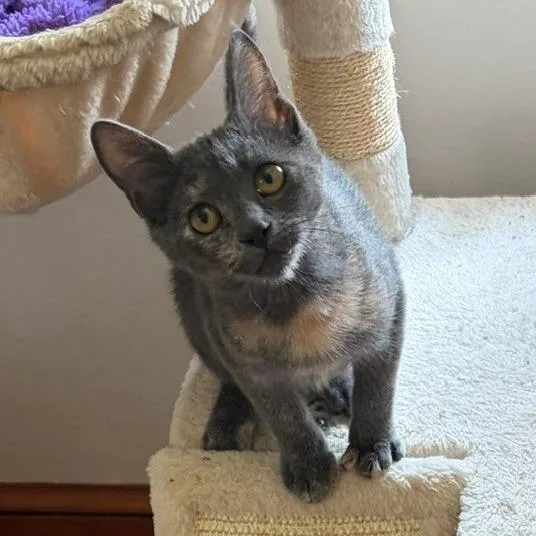 Peaches thumbnail 2