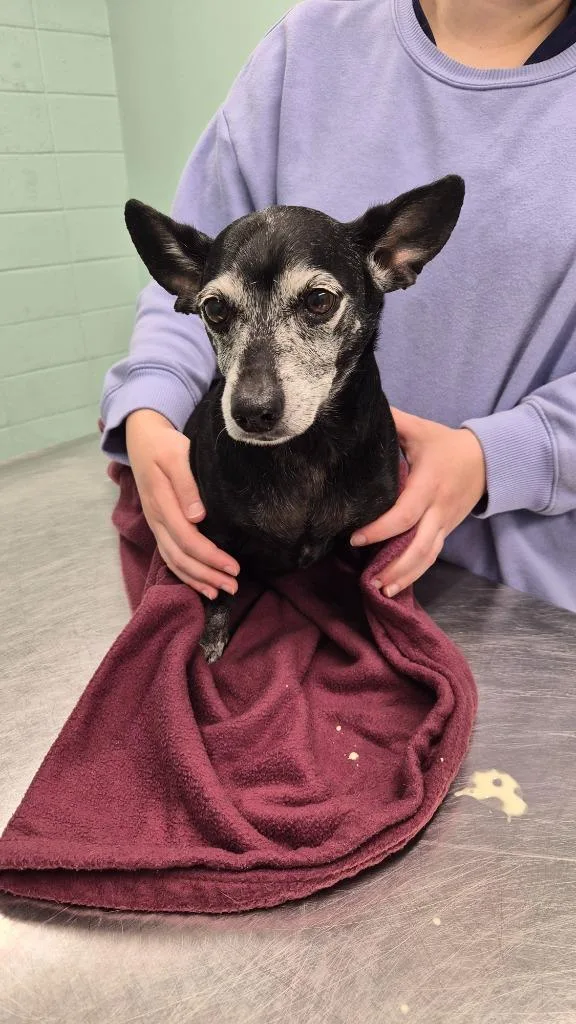 A senior small-sized female Terrier dog named Bonnie for adoption in Athens, TN