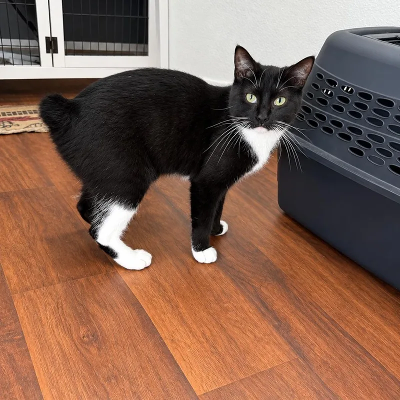 A baby medium-sized female Black & White / Tuxedo Manx cat named Missy Manx for adoption in Fresno, CA