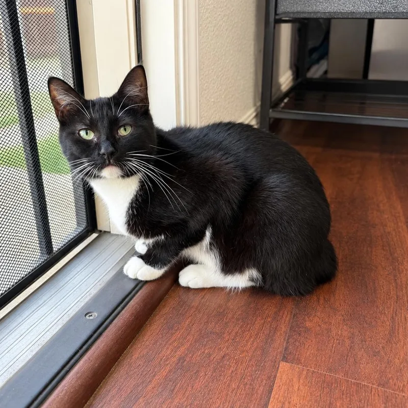 Missy Manx thumbnail 2
