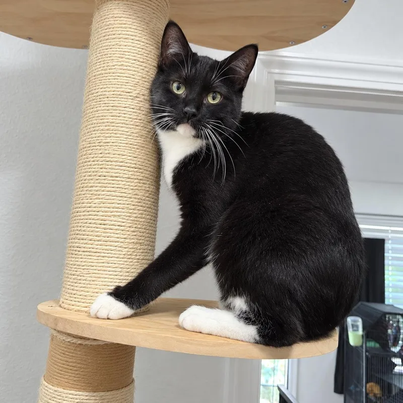 Missy Manx thumbnail 3