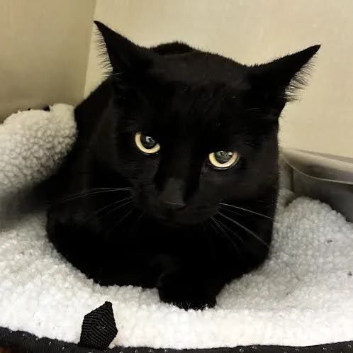 An adult medium-sized male American Shorthair cat named Bk for adoption in Blue Earth, MN