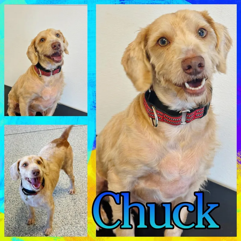 An adult medium-sized male Goldendoodle dog named Chuck for adoption in Hatfield, PA