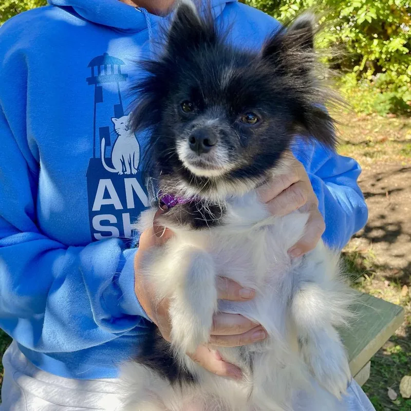 An adult small-sized female Pomeranian dog named Paz for adoption in Scituate, MA