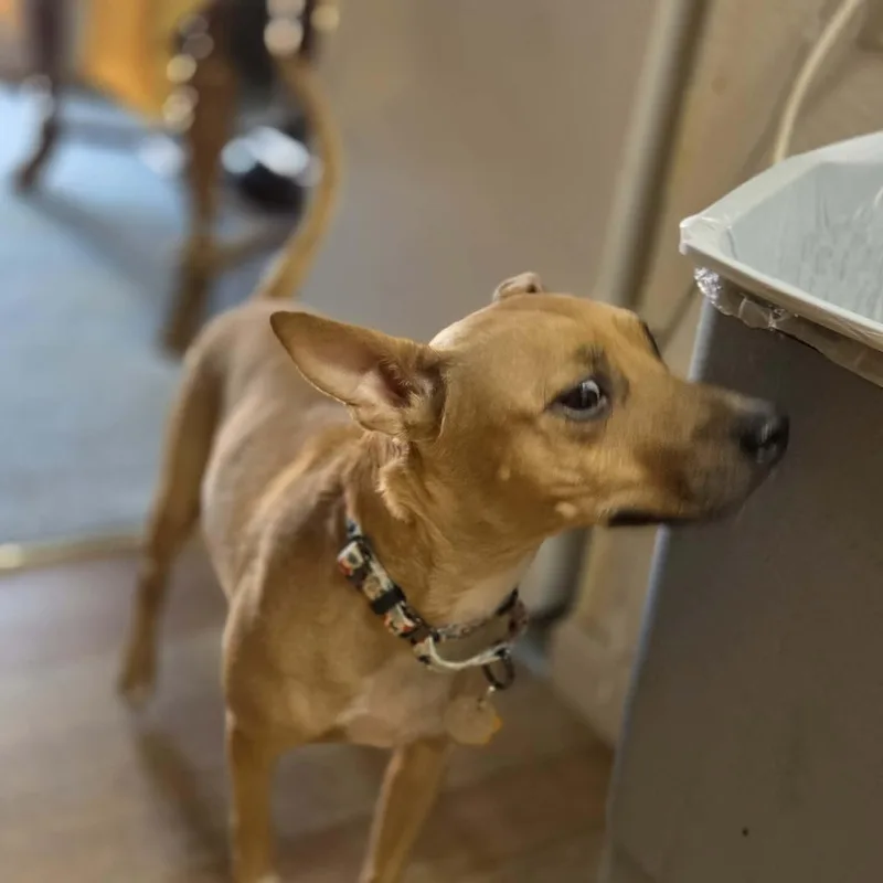 Isabella thumbnail 2