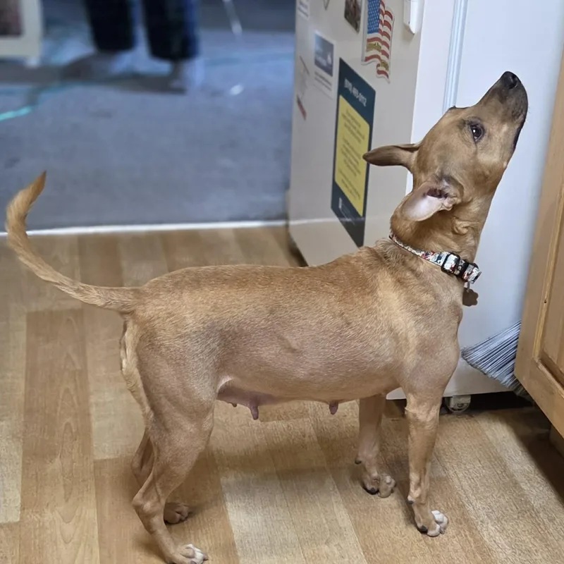 Isabella thumbnail 3