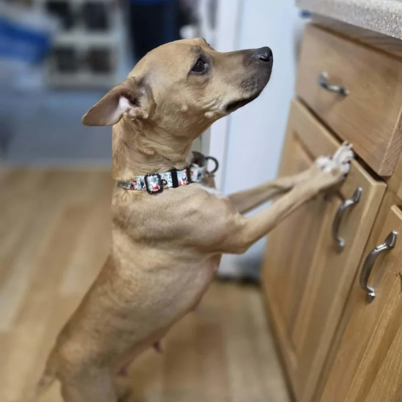 Isabella thumbnail 4