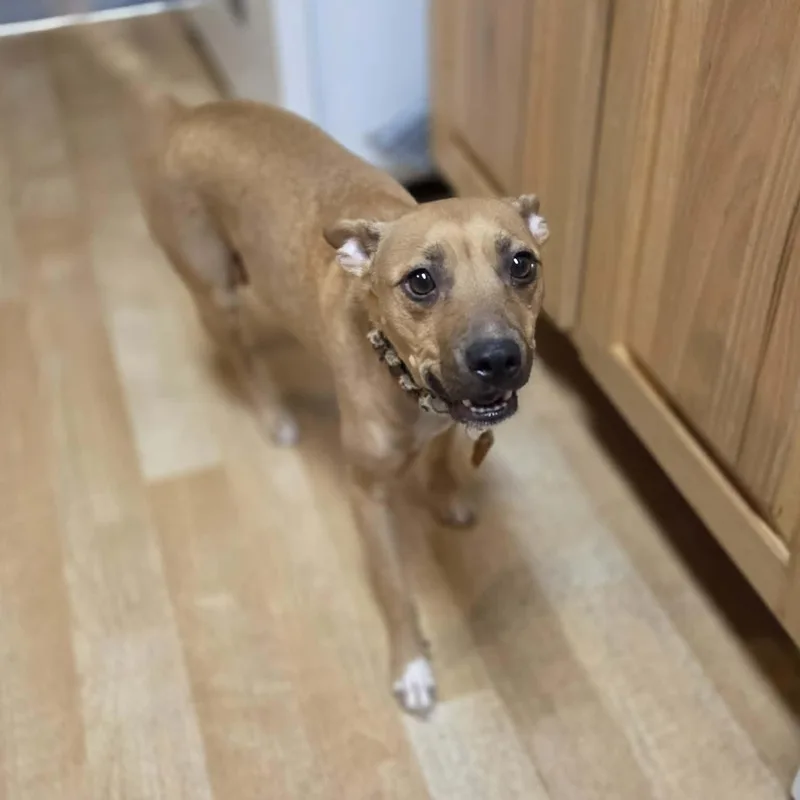 Isabella thumbnail 5