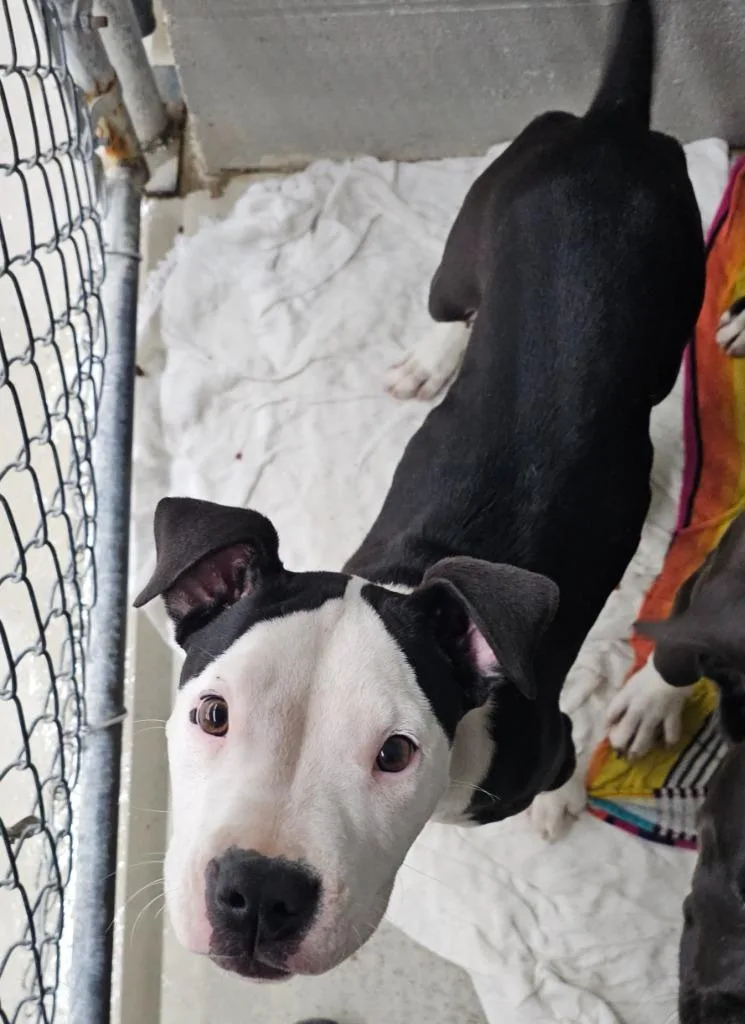 A young small-sized male Terrier dog named Tonto for adoption in Camden, TN