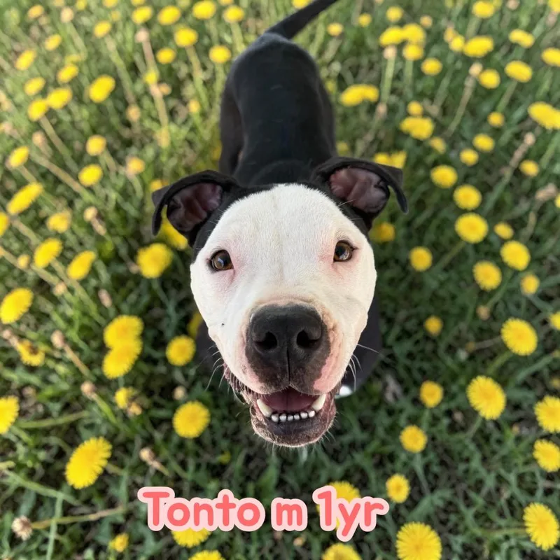 Tonto thumbnail 2