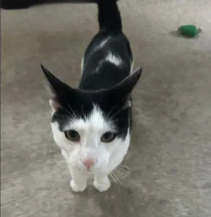 An adult small-sized male Domestic Short Hair cat named Bellamy for adoption in Fairfax, VA
