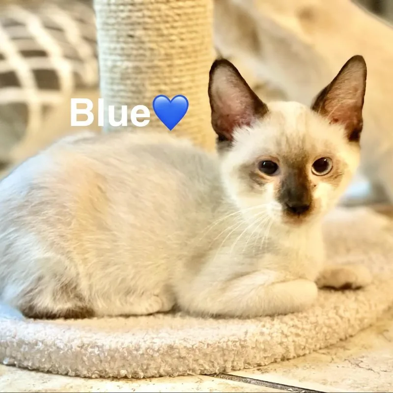A baby small-sized male Cream / Ivory Siamese cat named Blue for adoption in Peachtree City, GA