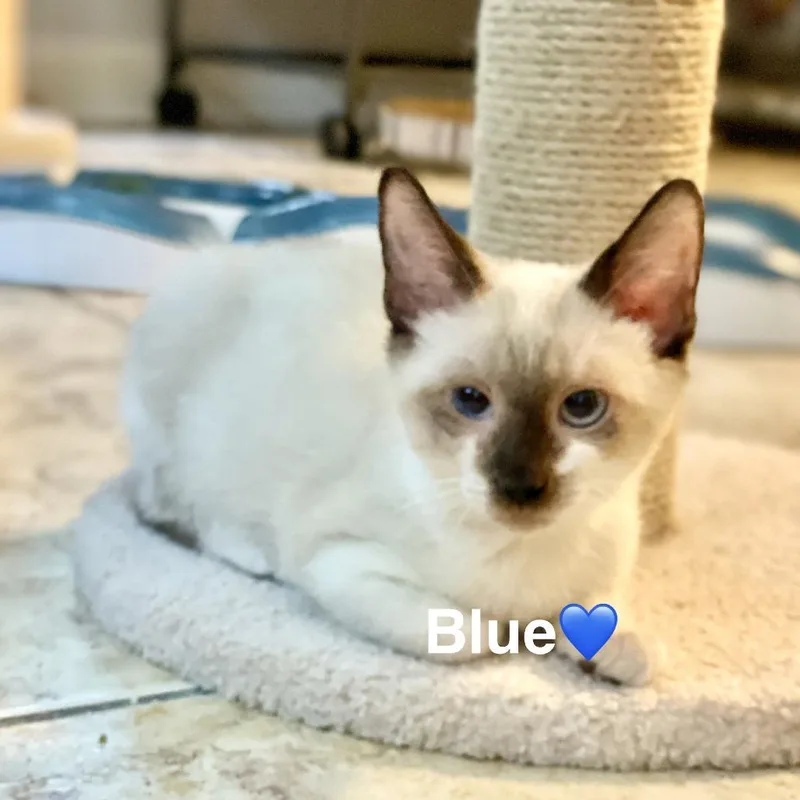 Blue thumbnail 2