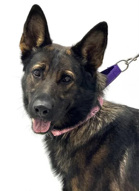 An adult large-sized female German Shepherd Dog dog named Willow for adoption in Canfield, OH