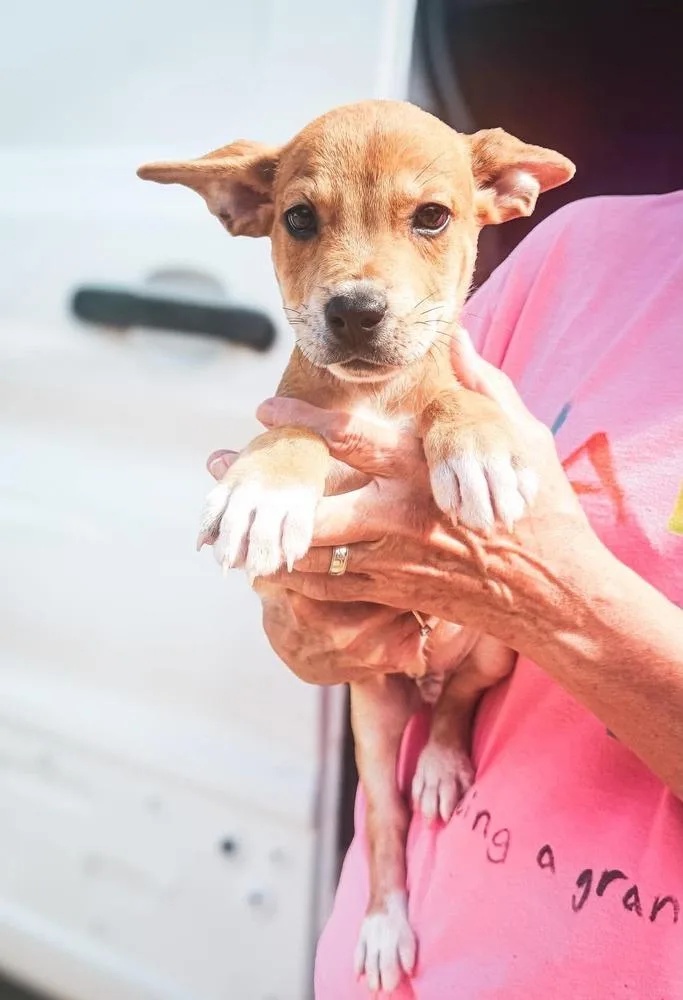 A baby medium-sized male Mixed Breed dog named Rio for adoption in Groveland, MA