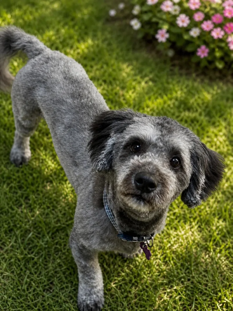 Bo