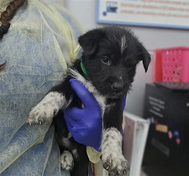 A baby medium-sized female Mixed Breed dog named Lucky for adoption in Dallas, TX
