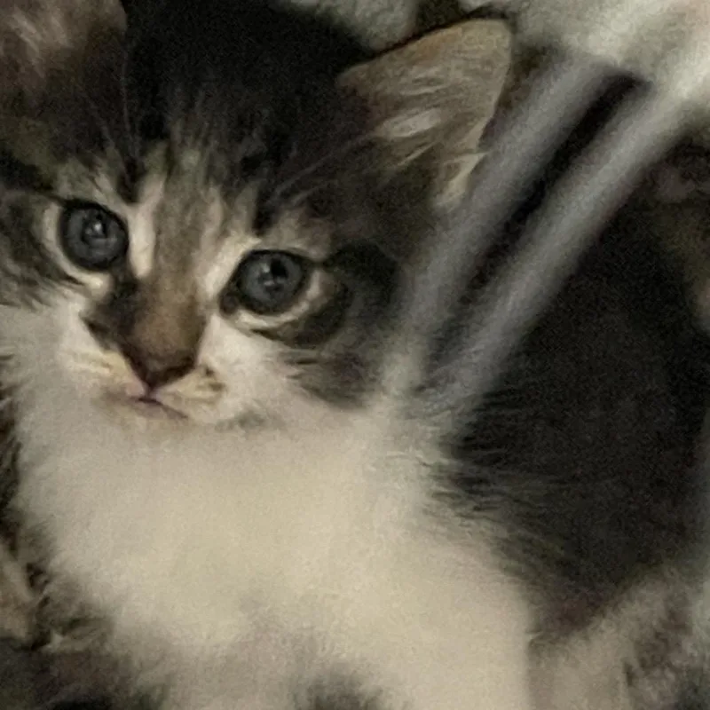 A baby small-sized male Gray / Blue / Silver Domestic Short Hair cat named Liam for adoption in Priest River, ID